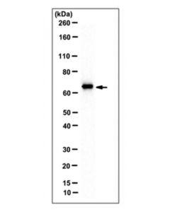 Millipore Anti-Mepe Antibody, Clone Lfmb-33