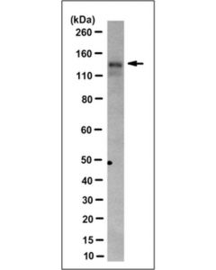 Millipore Anti-C-Ret Antibody, Clone 6f3.1