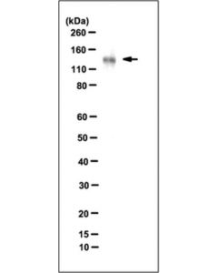 Millipore Anti-Sulf-2 Antibody, Clone 2b4