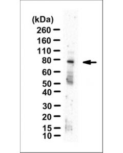 Millipore Anti-Mgcracgap/Cyk4 Antibody, Clone 5g5