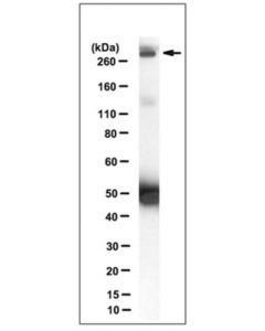 Millipore Anti-Procadherin Fat1 Antibody, Clone C257