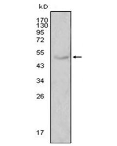 Millipore Anti-Lpl Antibody, Clone 2c5