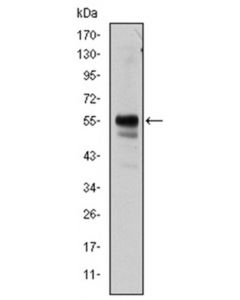 Millipore Anti-Runx1 Antibody, Clone 2b5