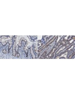 Millipore Anti-Sox9 Antibody, Clone 4b7.1