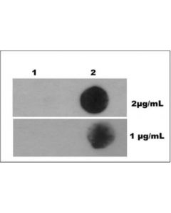 Millipore Anti-N6-Methyladenosine Antibody (M6a), Clone 17-3-4-1