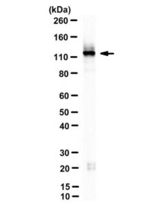 Millipore Anti-Spt5 Antibody, Clone 6f1