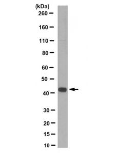 Millipore Anti-Cre Recombinase Antibody, Clone 5b4.1