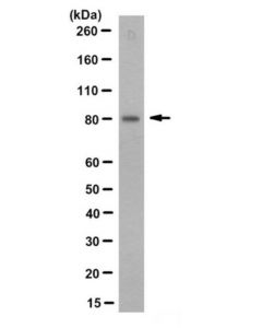 Millipore Anti-Myb Antibody, Clone 8f12.1