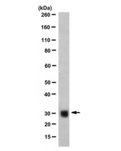 Millipore Anti-Asf-1 Antibody, Clone Ak-96