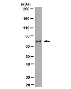 Millipore Anti-Regnase-1/Zc3h12a Antibody, Clone 15d11