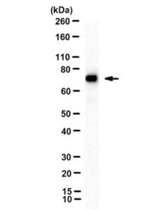 Millipore Anti-Mxa, Clone M143 (Cl143)