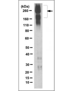 Millipore Anti-Scn2a Antibody, Clone 5h10.2