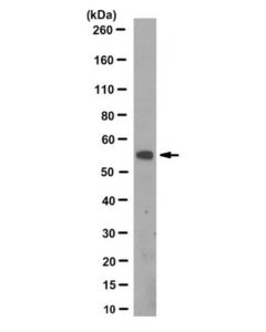 Millipore Anti-Cdh1 Antibody, Clone 15a9.1