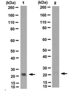 Millipore Anti-Oxdj-1 Antibody (Cys106), Clone M149