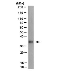 Millipore Anti-Fmr1polyg Antibody, Clone 9fm-1b7