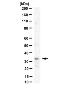 Millipore Anti-Gnrh-R Antibody, Clone F1g4