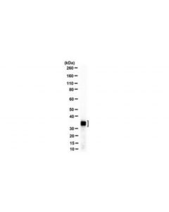 Millipore Anti-Set (I2pp2a) Antibody, N-Term Antibody, Clone 10e7