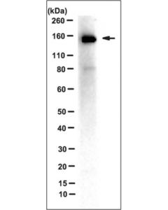 Millipore Anti-Irap Antibody, Clone 3e1