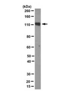 Millipore Anti-Psd93 Antibody, Clone N18/30