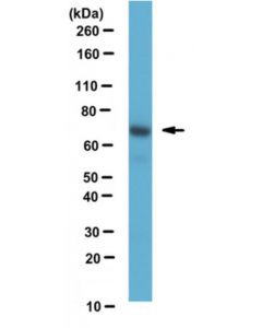 Millipore Anti-Pan-Grk Antibody, Clone N145/20