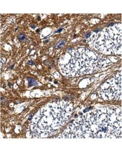 Millipore Anti-Pan-Neurofascin Antibody, Clone L11a/41