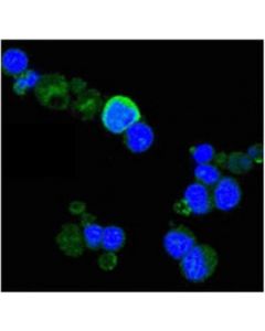 Millipore Anti-Trka Antibody, Clone 6b2