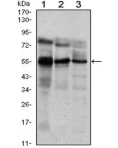 Millipore Anti-Etv5 Antibody, Clone 3h3