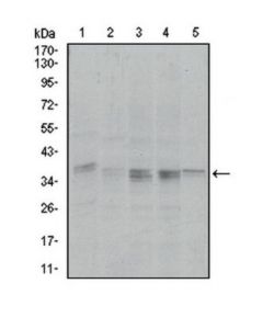 Millipore Anti-Ppp1ca Antibody, Clone 5e9