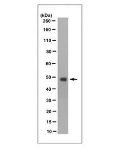 Millipore Anti-Tbx1 Antibody, Clone 7e12.1