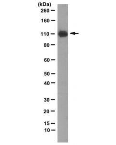 Millipore Anti-Trpc3, Clone 10h6 Antibody