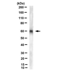 Millipore Anti-Vangl2 Antibody, Clone 2g4