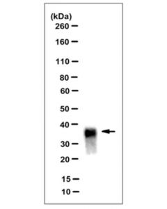 Millipore Anti-Prp, Clone Drm2-118 Antibody