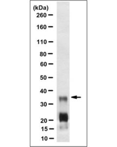 Millipore Anti-Prp, Clone Drm1-60 Antibody
