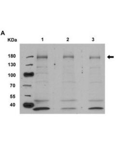 Millipore Anti-Nitrated Hsp90 Antibody, Clone 44.23