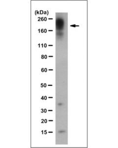 Millipore Anti-Shank3 Antibody, Clone 16e2.3