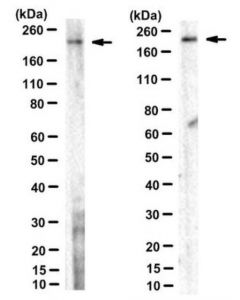 Millipore Anti-Big2 Antibody, Clone 56
