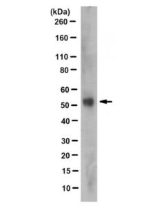 Millipore Anti-Mgat2 Antibody, Clone 4a5.2