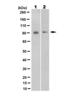 Millipore Anti-Synaptotagmin-Like Protein 4 (Sytl4) Antibody, Clone