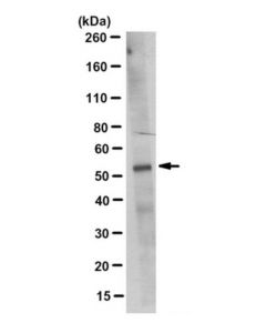 Millipore Anti-Gata2 Antibody, Clone 3c10.1