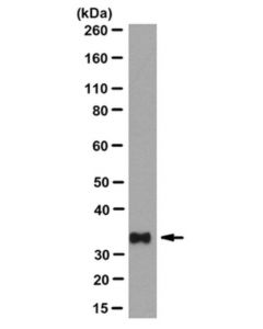Millipore Anti-Pl Scramblase 1 Antibody, Clone 4d2
