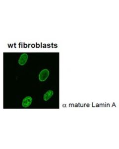 Millipore Anti-Lamin A (Mature) Antibody, Clone 4a4-A4
