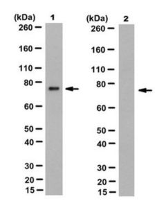Millipore Anti-Prelamin-A Antibody, Clone 7g11