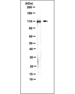 Millipore Anti-Integrin Beta1, Clone Aiib2 (Azide Free) Antibody