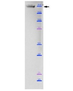 Millipore Anti-Myosin-3 (Myh3) Antibody, Clone Bf-G6