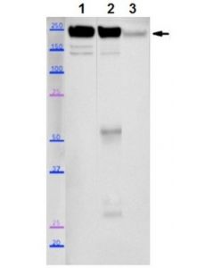 Millipore Anti-Myosin-2 (Myh2) Antibody, Clone Sc-71