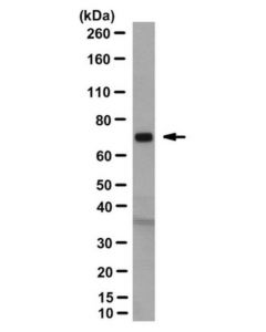 Millipore Anti-Integrin B8 Antibody, Clone11d4
