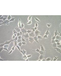 Millipore Hog Human Oligodendroglioma Cell Line; MILL-SCC163