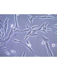 Millipore Ct-2a-Luc Mouse Glioma Cell Line; MILL-SCC195