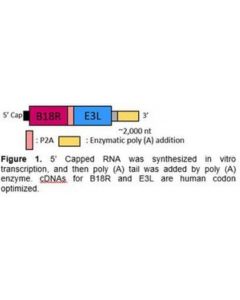 Millipore B18r-E3l Rna (Human Codon Optimized For B18r And E3l)