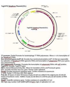 Millipore Taggfp2 Simplicon Plasmid (E3l)
